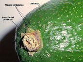 Detalle del extremo peduncular del fruto con los tépalos persistentes