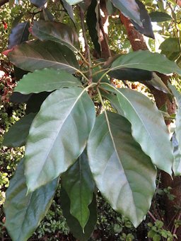 The leaf of Persea americana.