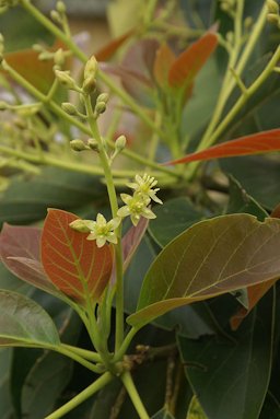 Avocado flowers (Persea americana)