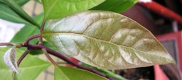 The leaf of Persea americana