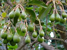 Avocados (Persea americana). Red Chilli Hideaway, Kampala, UGANDA