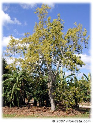 Avocado trees are evergreen but drop last years foliage just as the current season's is appearing.