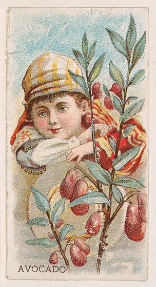 Avocado, Trade cards from the "Fruits" series (E51), for Hershey Chocolate Company, ca. 1905