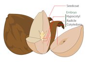 Diagram from the seed of an avocado where the embryo is visible