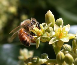 Honey bee (Apis mellifera) pollinating Avocado cv. Zutano (Persea americana) flower.