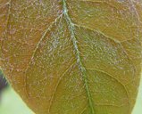 The leaf of Persea americana