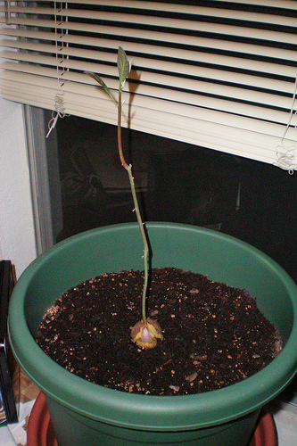 Avocado Sprouting
