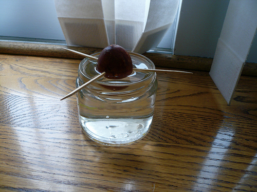 Avocado Seed in Water Glass with Toothpicks