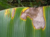 Cordana leaf spot of banana
