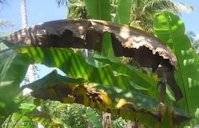 Symptoms of Red Palm Mite on Banana Leaves