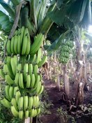Banana 'Gran Nain' bunch