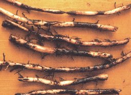 Banana Root Damage Caused by Burrowing Nematode