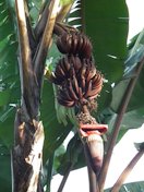 Red banana in Tanzania