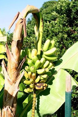 Wilt symptom, Panama disease of banana
