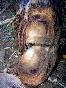Internal necrosis of banana pseudostem, a symptom of Panama wilt disease