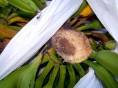 Panama disease of banana: rotten peduncle