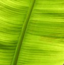 Banana bunchy top disease: Green J-hooks and Morse code in leaf venation