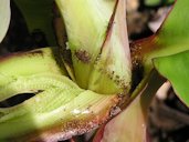 Colony of banana aphids (Pentalonia nigronervosa), vector of banana bunchy top virus (BBTV). They often hide under the banana leaf sheath