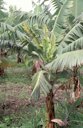 Symptoms of banana bunchy top disease in older banana plant
