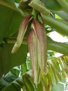 Mottled banana inflorescence infected with the banana bunchy top virus (BBTV)