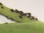 Colony of banana aphids (Pentalonia nigronervosa), vector of banana bunchy top virus (BBTV)