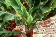 Banana bunchy top disease symptoms on a young 'Williams' hybrid banana plant