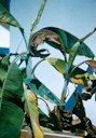Banana: Panama wilt (historical)