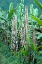 Panama wilt disease of banana