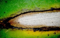Sigatoka fungal. Black leaf streak lesion on banana leaf