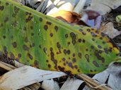 The streaks are absent on the leaves of young plants. Instead, circular leaf spots form