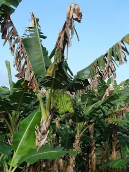 Banana: Black leaf streak (Black sigatoka). Pathogen: Mycosphaerella fijiensis (fungus)