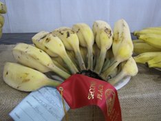 'Blue Java' banana