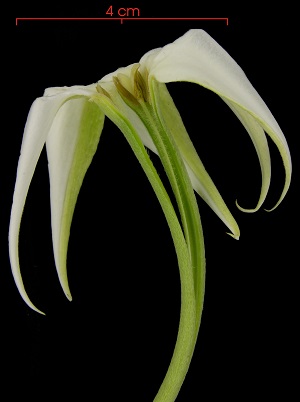Rosenbergiodendron formosum flower