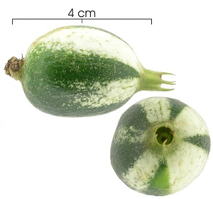 Rosenbergiodendron formosum immature-fruit