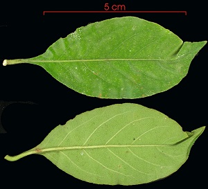Rosenbergiodendron formosum leaf