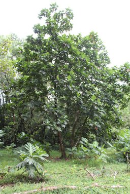 Artocarpus altilis mother tree