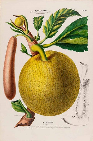 Artocarpus altilis (Parkinson ex F.A. Zorn) Fosberg [as Le pain naturel] [syn. Artocarpus incisus (Thunb.) L.f.]