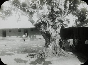 Bread Fruit Tree Ikorofiong, Calabar, Nigeria