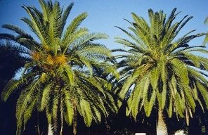 Healthy Canary Island Date Palms