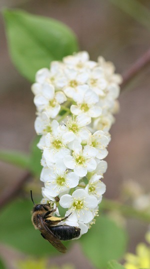 Inflorescense and bee pollinating