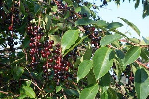 Cherry habit of the Punus serotina (close relative of the P. saliciflolia
