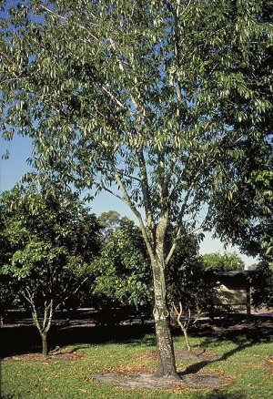 Mexican Bird Cherry, Prunus salicifolia tree