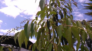 Prunus salicifolia leaf habit