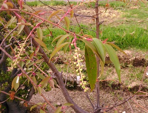 Prunus salicifolia leaves and flower buds