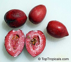 Ripe and unripe fruit showing latex