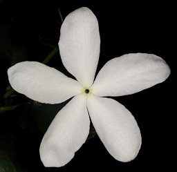 Carissa macrocarpa, flower; Trafalgar, southern KwaZulu-Natal, South Africa