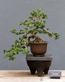 Bonsai - Carissa macrocarpa developed by Frank Okamura, Brookling Botanic Garden