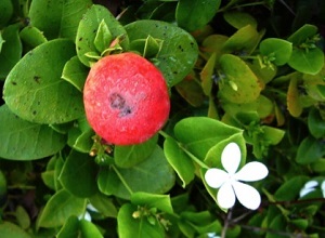 Natal Plum fruits nearly year round