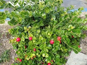 Natal Plums are often used in landscaping