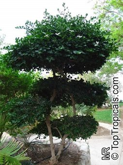 As a tiered tree